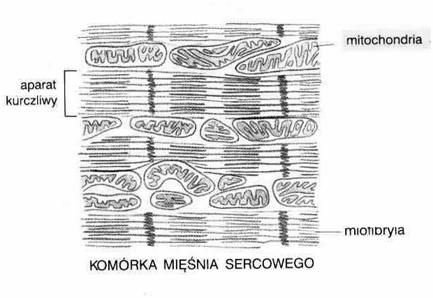 rozmieszczenie