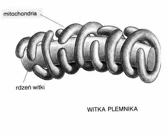 zapotrzebowanie