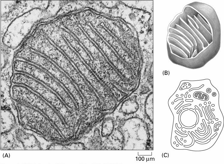 Mitochondria budowa wewnętrzna Grzebienie: podłuŝnie prostopadle promieniście błony mitochondrialne zewnętrzna (6-7 nm) gładka około 50% białek lipidy: duŝo cholesterolu i