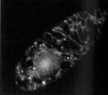 mt DNA matriks mitochondrium mt DNA Mikrografia fluorescencyjna genomu jądrowego i mitochondrialnego w komórce Euglena gracilis (DNA wybarwione bromkiem etydyny) ludzki genom mitochondrialny