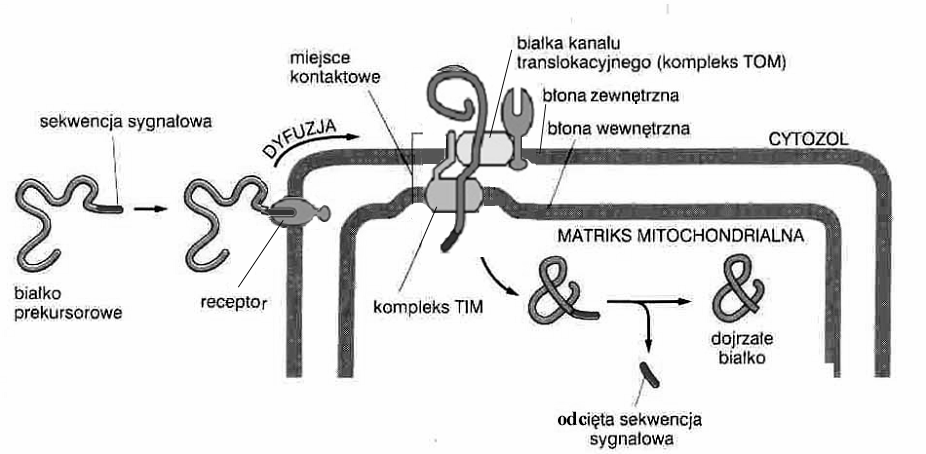 międzybłonowej - uniwersalność i konserwatyzm sekwencji mitochondrialnych Sposób pofałdowania