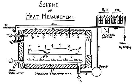 HUMAN CALORIMETRY August 2, 1934