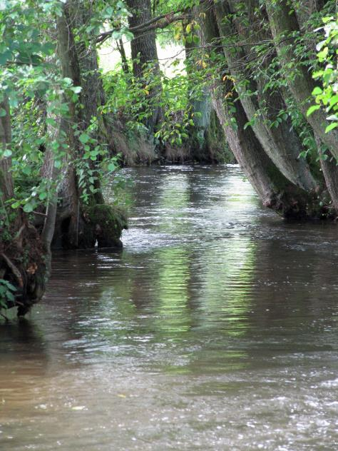 Fot.: Drzewa stabilizujące brzeg rzeki (Korytnica) w