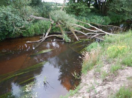 Fot.: Występowanie roślinności prądolubnej wskazuje, że rumosz drzewny nie powoduje