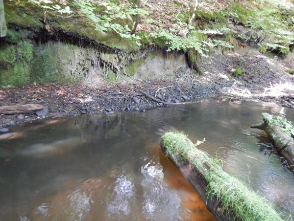 : Erozyjne podcięcie brzegu to unikatowa nisza ekologiczna dla roślin i zwierząt.
