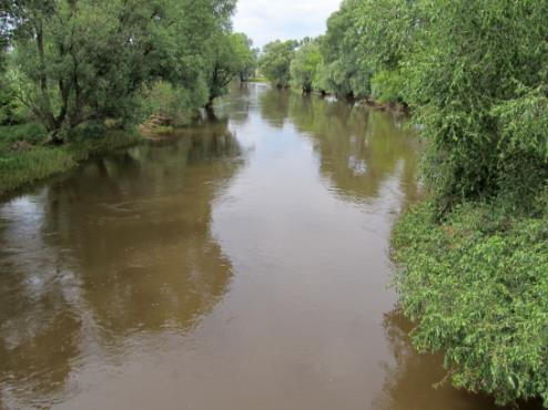 Fot.: Zadrzewione brzegi większej rzeki (Prosna) to ostoja