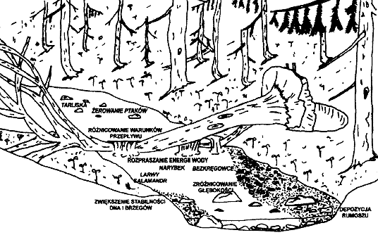 Ryc: Modyfikacje środowiska rzecznego dzięki obecności rumoszu drzewnego. Źródło: Kaczka 1999. A B Ryc.