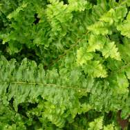 SWORD FERN 