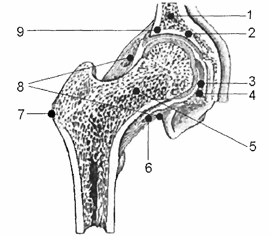 34 J. Ozwoniarek, H. Wiśniewska-Weinert, M. Gierzyńska-Dolna, V. Leshchynsky... nia przy endoprotezoplastyce stawu biodrowego. W stawie tym obciąŝenia przenoszone są przez głowę kości udowej (rys.