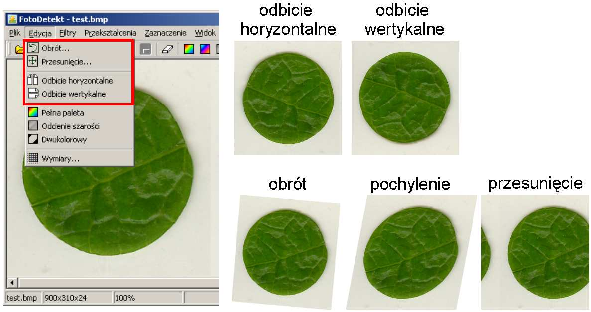 Akwizycja próbek liści Fig. 4. Acquisition of leaf discs Pierwszym z etapów była akwizycja (pozyskanie) obrazów.