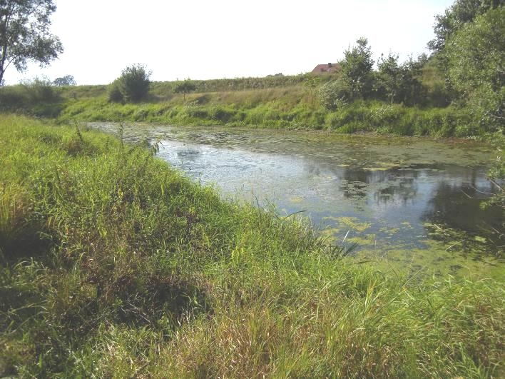 Zadania ochronne: ewentualne udrożnienie połączenia z rzeką, otoczenie zbiornika buforową strefą roślinności ograniczającej spływ powierzchniowy biogenów ze zlewni. STARORZECZE 269 (MAPA 11) A.