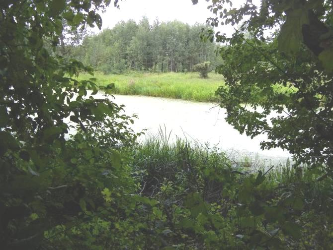 Zagrożenia: wypłycanie, eutrofizacja. Zadania ochronne: udrożnienie połączenia z rzeką, otoczenie zbiornika buforową strefą roślinności ograniczającej spływ powierzchniowy biogenów ze zlewni.