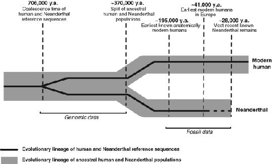 Analiza DNA genomowego - 2006 Rozejście się linii człowieka i Neandertalczyka znacznie