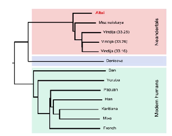 przepływ genów między H. sapiens, H.