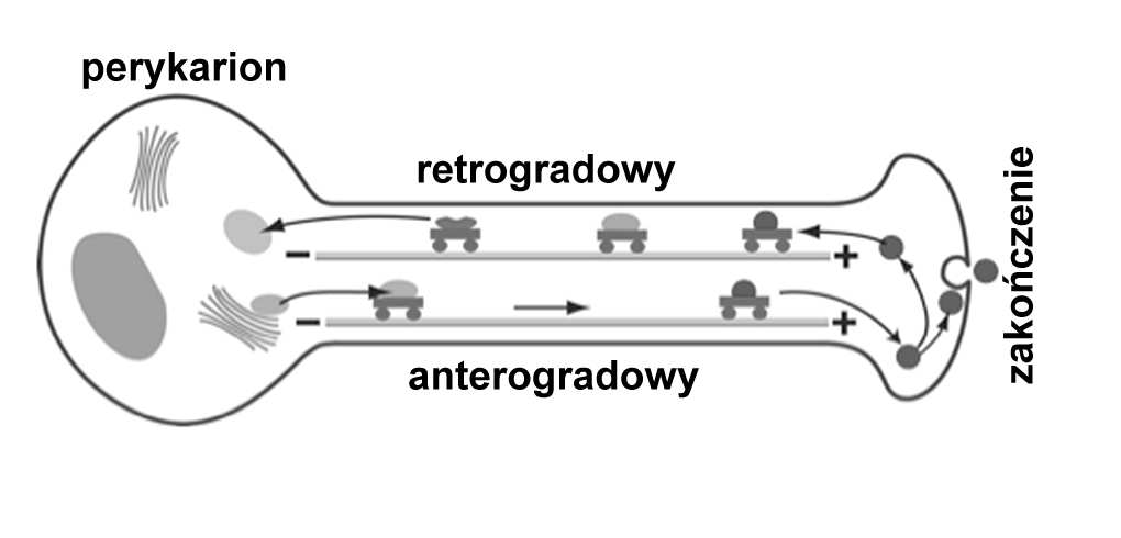 odpowiedzialne za transport organelli, pęcherzyków i dużych cząsteczek w perykarionie i w