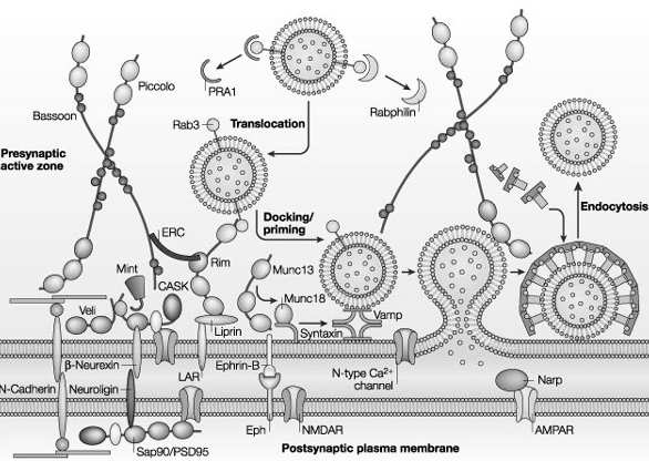 neuroprzekaźnik w większości powraca (wychwyt zwrotny endocytoza receptorowa) do części presynaptycznej