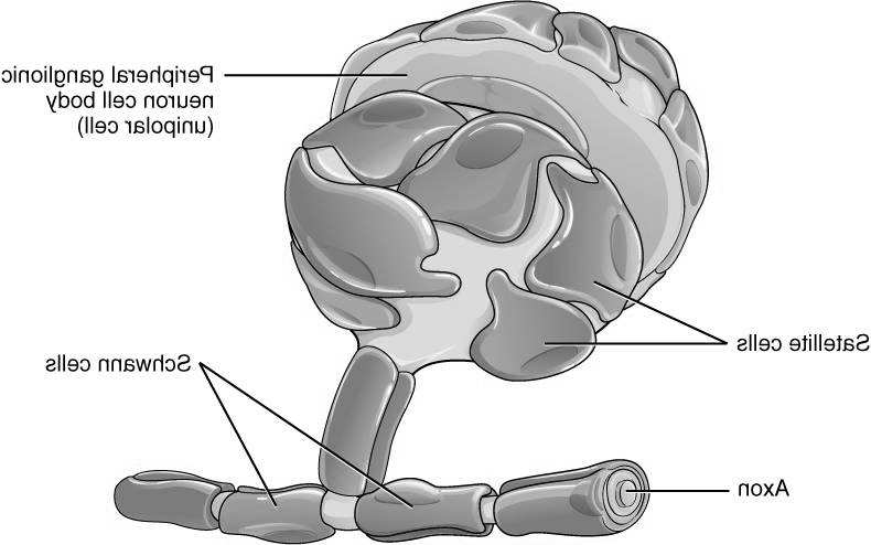 dobrze rozwinięte organelle (wyjątek: segmenty