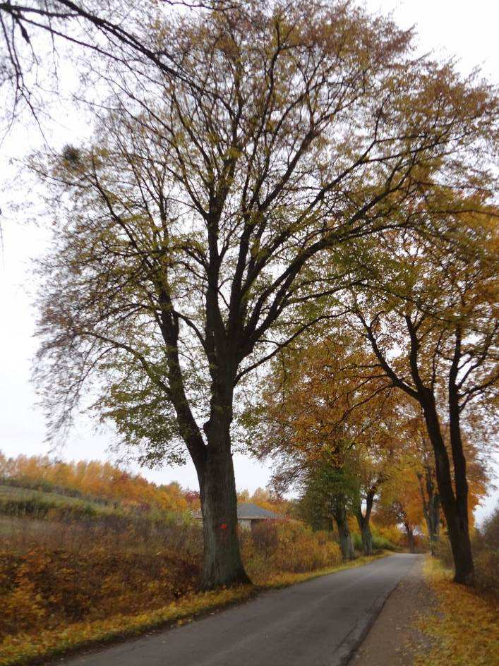 Lipa drobnolistna (Tilia cordata) nr 15 N 53 85474 E 20 22499 Drzewo jest bardzo żywotne, klasę żywotności według Roloffa oceniono jako 0. Drzewo jest żywotne i bardzo cenne.