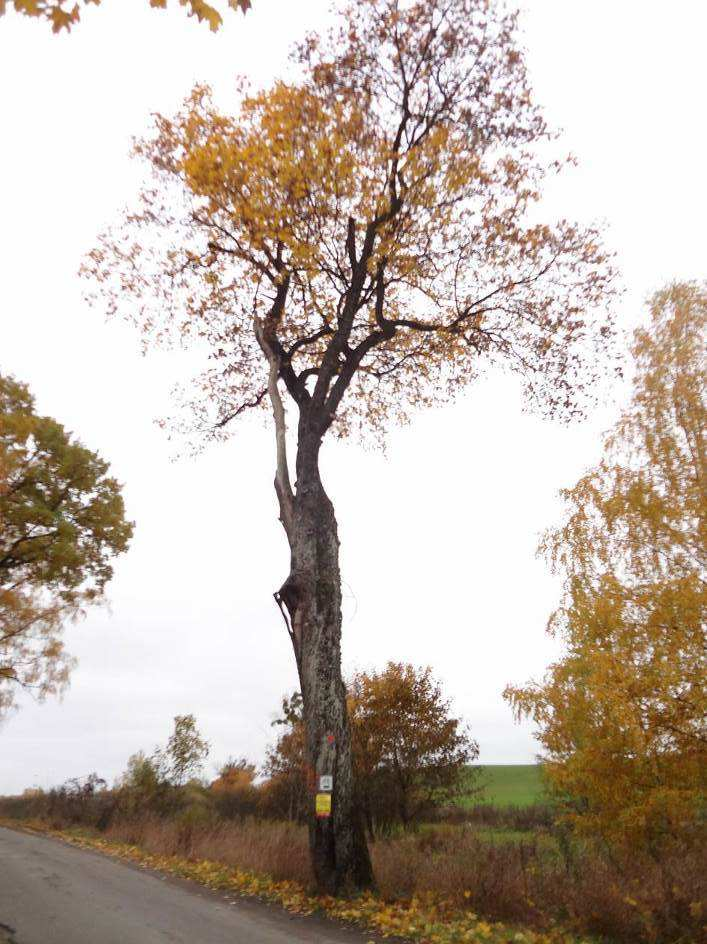 Klon pospolity (Acer platanoides) nr 16 N 53 85140 E 20 24781 Korona drzewa jest wąska i bardzo mocno podkrzesana.
