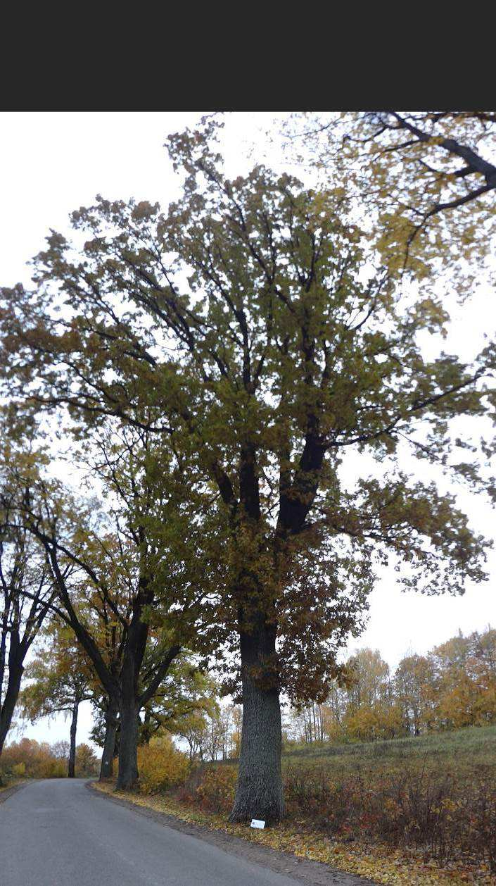 Fot. 37 Pokrój drzewa. Dąb szypułkowy (Quercus robur) nr 29 Dąb ma osłabioną żywotność, fazę Roloffa określono jako 2. W koronie widoczne są 4 konkurencyjne przewodniki.