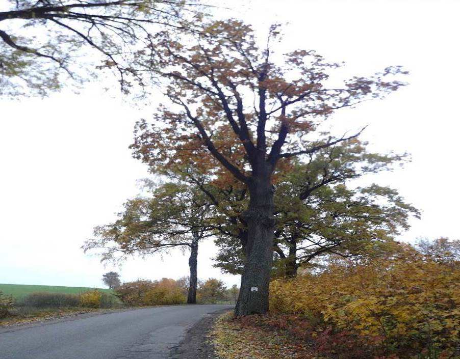 Dąb szypułkowy (Quercus robur) nr 30 Drzewo ma osłabioną żywotność,