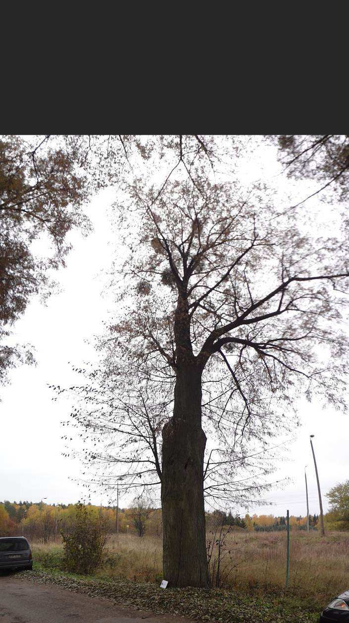 Lipa drobnolistna (Tilia cordata), bez numeru N 53 84535, E 20 13912 Drzewo ma dobrą żywotność, fazę Rollofa oceniono na 1.