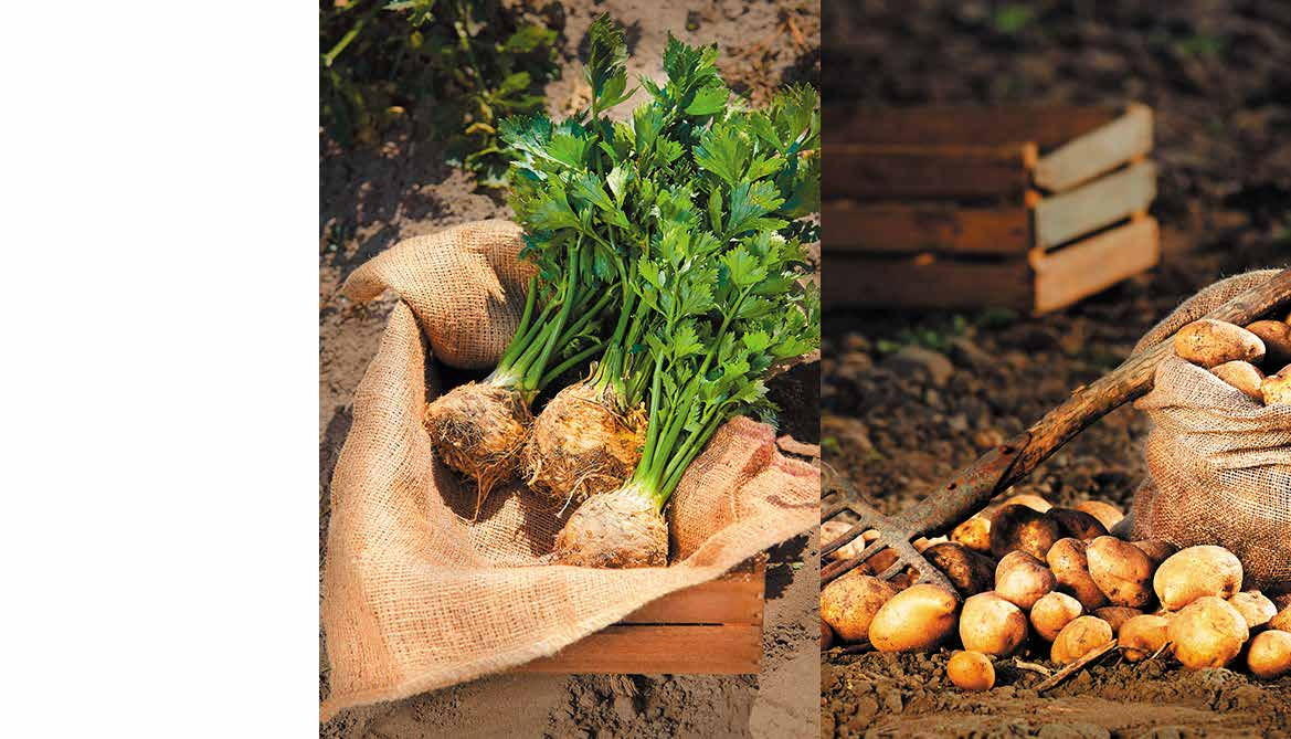 BIOVEGE Producent ekologicznych warzyw uprawianych przy użyciu