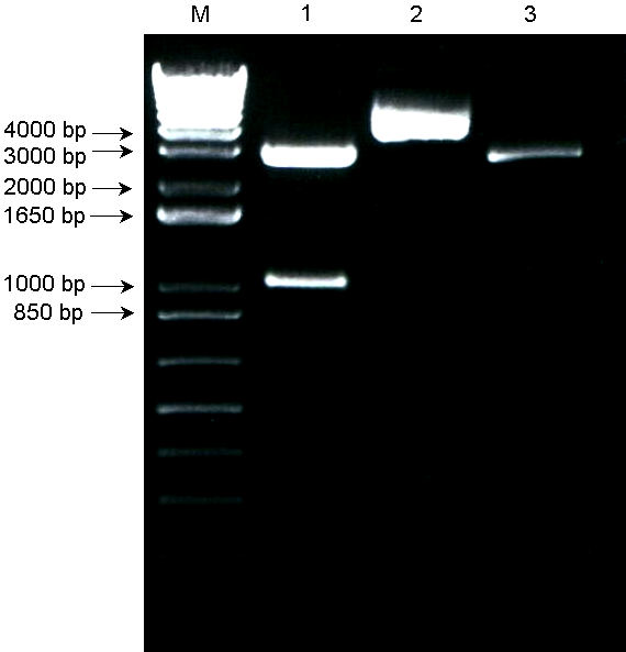 Zamplifikowany fragment cdna wstawiono do plazmidu pbluescript przy użyciu enzymów restrykcyjnych KpnI i BamHI. Otrzymano klon fragmentu genu Rb (Rys. 25).