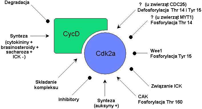 2.2. KINAZY ZALEŻNE OD CYKLIN Białko retinoblastoma ulega fosforylacji przez cyklinozależne kinazy serynowotreoninowe typ A (Cdk-A, u roślin Cdk2a) [67,87].