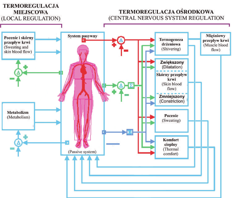 8 K. Błażejczyk i in. zachowania komfortu cieplnego podwzgórze uaktywnia reakcje termoregulacyjne (wydzielanie potu, produkcję ciepła, zmiany w tempie skórnego przepływu krwi, termogenezę drżeniową).