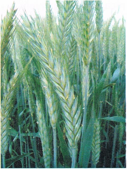 Pszenżyto ozime Pszenżyto jest młodym rodzajem zboża, uzyskanym przez hodowców na skutek skrzyżowania pszenicy z żytem. W Polsce pierwsze odmiany rolnicze pszenżyta zarejestrowano w latach 80. XX w.