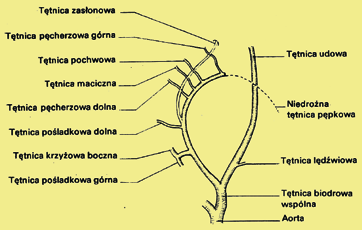 Wiek badanych wynosił 49-56 lat (średnio 53 lata). Diagnostykę nietrzymania moczu oparto na badaniu podmiotowym, przedmiotowym oraz urodynamicznym.