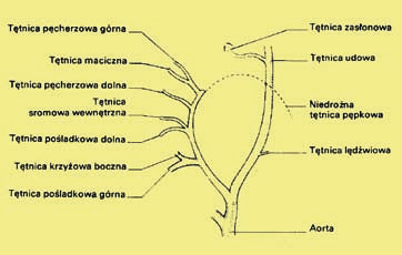 Wyniki Badanie przepływu krwi u kobiet po menopauzie, u których zastosowano leczenie hormonalne, wykazało stałe, wybitne obniżenie oporów przepływu krwi w