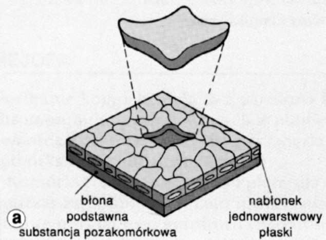 powierzchnie organizmu) gruczoły (zespoły komórek nabłonkowych pełniących funkcje wydzielnicze) FUNKCJE: ochronna (np. naskórek) resorbcyjna (np.