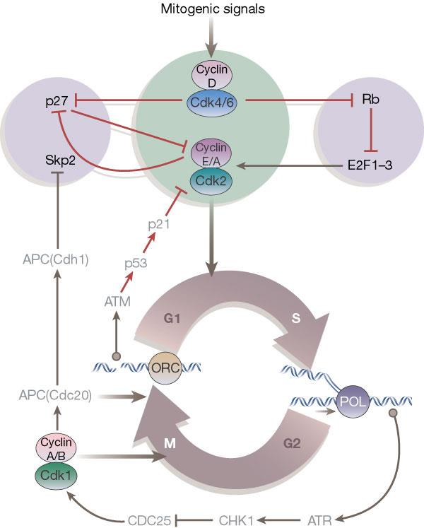 Schemat regulacji cyklu komórkowego Funkcja białka skp2 skp2 fosforylując białko p27