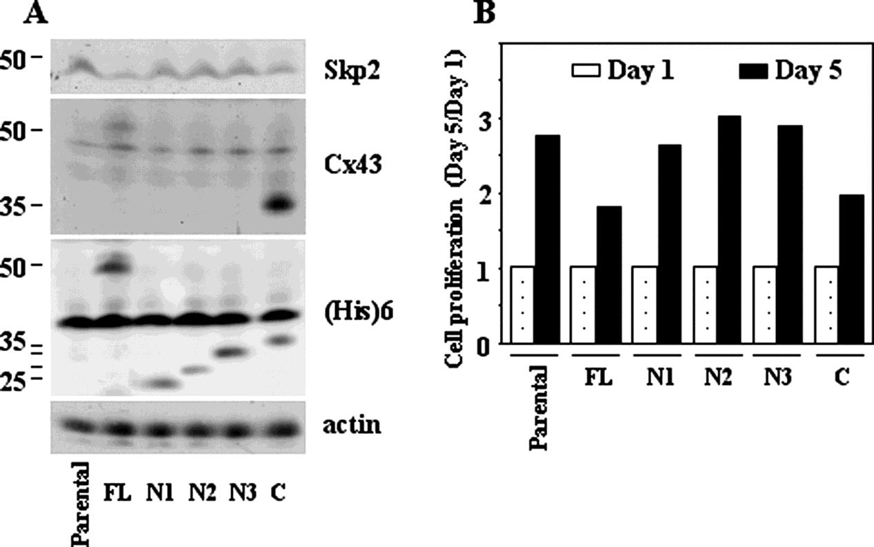 Wpływ wariantów Cx43 na proliferację komórek i poziom ekspresji skp2 Zhang et al.