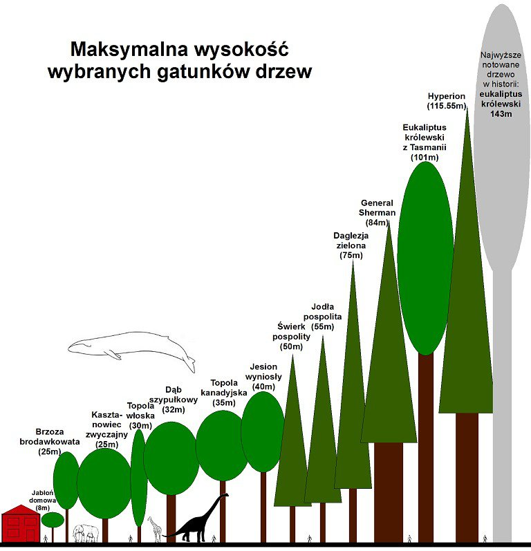 ekstremalnych; są one wprawdzie spotykane sporadycznie, ale jednak częściej niż zupełnie jednostkowo (tzn. są zazwyczaj wyraźnie mniejsze od odnotowanych rekordów wysokości poszczególnych gatunków).