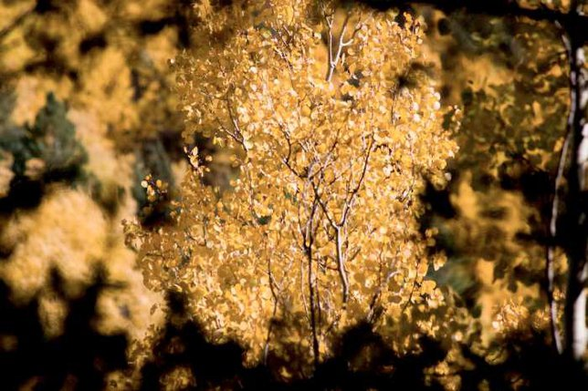 Hyperion 115.61 m, najwyższe drzewo świata! Ciekawostki: Eukaliptus królewski (eucalyptus regnans) najwyższe kiedykolwiek rosnące drzewo świata okaz ścięty w 1885 r. w Mt.