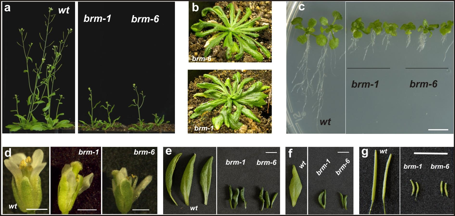Kompleksy remodelujące chromatynę w rozwoju roślin Mutanty