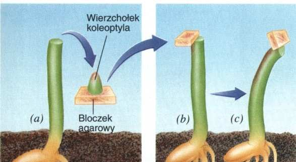 umieszczone w ciemności