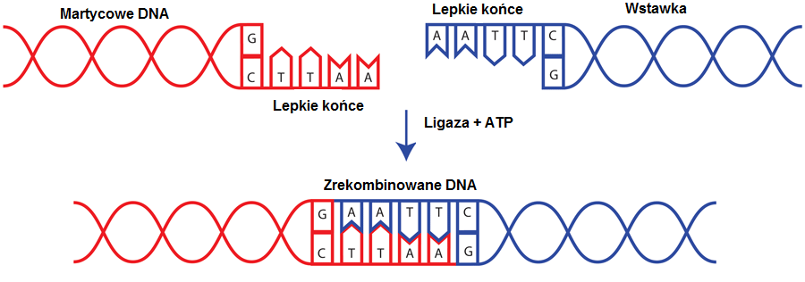 przecinania dwuniciowej cząsteczki DNA. W przypadku cięcia enzymami restrykcyjnymi powstają tępe i lepkie końce, pozwalające na wklonowanie genu w odpowiedniej orientacji.