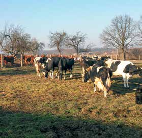 Na 40 ha własnych gruntów i 60 dzierżawionych uprawiane jest zboże, ziemniaki, kukurydza na ziarno i kiszonkę, natomiast 40 ha stanowią użytki zielone.