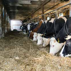 brakowania krów. Poza produkcją mleczną w gospodarstwie uprawiane są na skalę przemysłową pszenica, rzepak oraz buraki cukrowe.