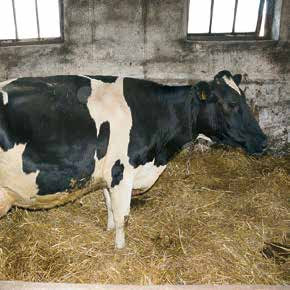 Potencjał produkcyjny stada, jego rozwój oraz rezultaty prowadzonej pracy hodowlanej wyraźnie widać w wynikach wydajności mlecznej.