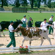 W 2001 roku wspólnie z rodzicami podjęliśmy decyzję o rozwoju gospodarstwa i budowie nowoczesnej obory wolnostanowiskowej oraz znacznym powiększeniu stada krów mlecznych.