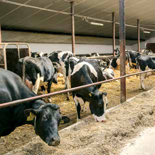 Wierzba w powiecie zamojskim. Hodowla bydła mlecznego w gospodarstwie ma wieloletnią tradycję, jednakże jej rozkwit przypada na okres po 2003 roku.