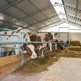 W stadzie prym wiodą krowy rasy polskiej holsztyno-fryzyjskiej odmiany czerwono-białej, które od lat są prawdziwą wizytówką gospodarstwa.