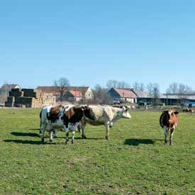 ubiegłego wieku. Po szeregu przemian i restrukturyzacji zakończonej w 1995 roku utworzono ostatecznie Ośrodek Hodowli Zarodowej Głogówek Spółka z o.o. w Głogówku.