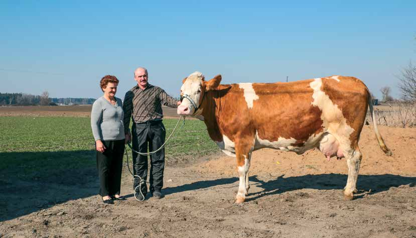 MLECZNA GALA 2015 KATEGORIA HODOWCY BYDŁA RASY SIMENTALSKIEJ I MIEJSCE WYDAJNOŚĆ 10 550 KG MLEKA ANDRZEJ PUCHALSKI NAGÓRKI, WOJEWÓDZTWO KUJAWSKO-POMORSKIE REGION OCENY BYDGOSZCZ PFHBiPM G ospodarstwo