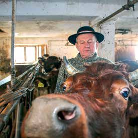 W oborze, zbudowanej w latach 80. ubiegłego wieku, hodowca utrzymuje czystorasowe stado liczące przeciętnie 7 sztuk krów mlecznych wraz z przychówkiem.
